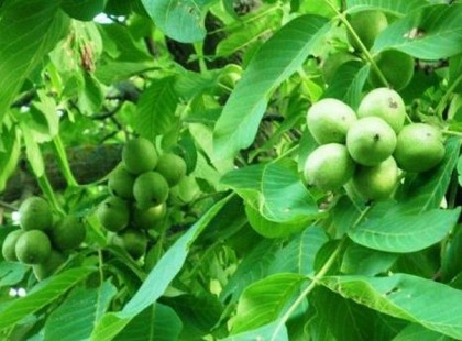 Hatékony és olcsó a diólevélből készült permet, felejtsd el a vegyszert!