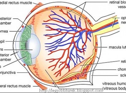 A szem helyreállítása egyszerű tornával