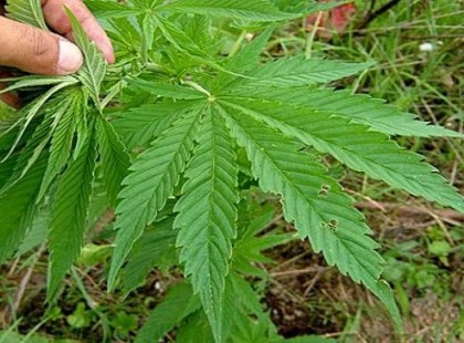 A vadkender olaj meggyógyítja a rákot, de vajon miért nem tudja ezt senki?