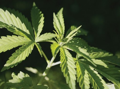 MARIHUÁNA A LEGNAGYSZERŰBB ORVOSSÁG EZEN A BOLYGÓN?-valóban képes gyógyítani egy sor gyógyíthatatlannak mondott betegséget, például a Sclerosis Multiplexet és a rákot is?