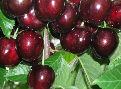 MIÉRT FOGYASSZUNK CSERESZNYÉT?