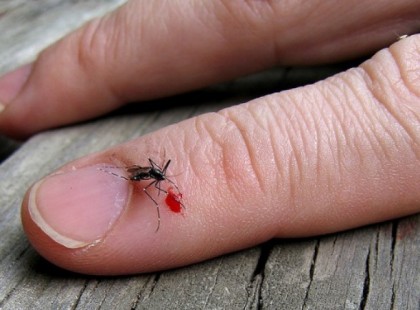 Mit egyél, hogy messziről elkerüljenek a szúnyogok?