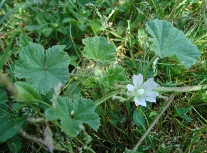 Gyerekkorom csemegéje: a papsajt Rendkívül jó gyulladás csökkentő! így csinálj belőle teát , láb-és kézfürdőt,borogatást!