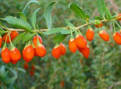 A TERMÉSZET SZUPERVITAMINJA, AMIT KEVESEN ISMERNEK