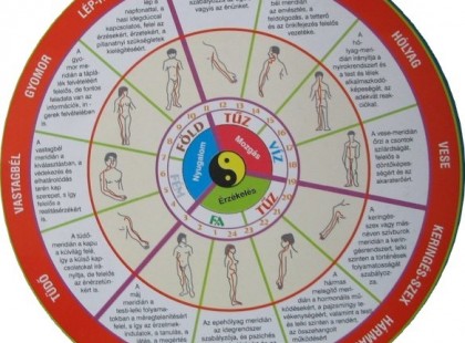 Szervóra:melyik órában melyik szervünk aktív?