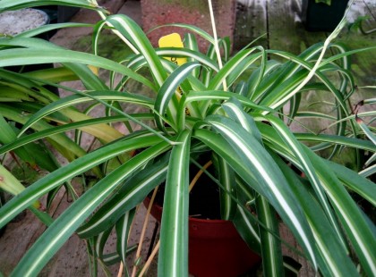 A LEGERŐSEBB LÉGTISZTÍTÓ SZOBANÖVÉNYEK