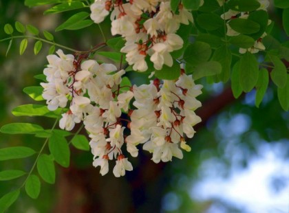 CSAKNEM 20 BETEGSÉGRE GYÓGYÍR AZ AKÁCVIRÁG!