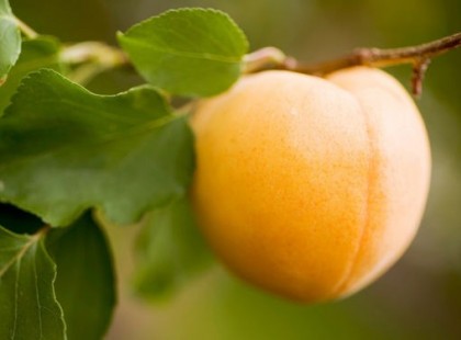 BOTRÁNY! Rákellenes vitamint titkol a gyógyszeripar!-Napi 12 szem sárgabarack mag és 3 hónap után leesik az állad! eltűnik a ráksejt és a daganat és ezt nem Amerikában találták fel mert 3 magyar doki már évek óta szajkózza ezt a tényt!