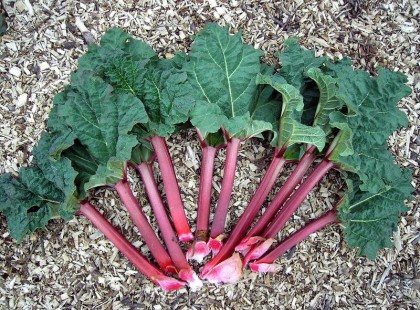 Itt a potenciális gyilkos ételek Top10-es listája