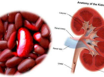 Természet patikája:Minden növény arra a szervre jó amelyikre hasonlít
