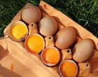 Hogyan áll(t) el a tojás hűtő nélkül? - Nagyi elmondja…