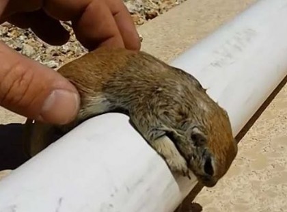 Haldokló mókust talált a medencében. Hogy mi történt? Azt látnod kell!