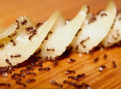 Hangyák ellen házi tippek