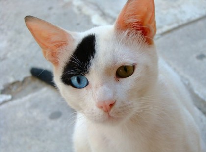 A dorombolás gyógyít!