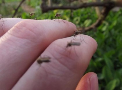 5 bevált szúnyogriasztó tipp