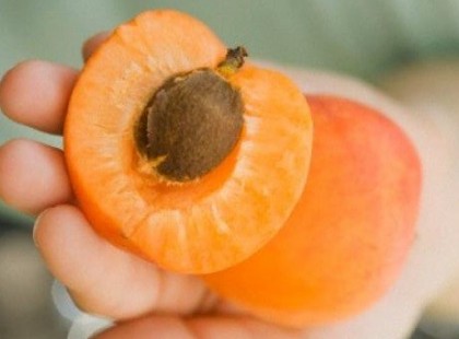 Rák nem más, mint egy anyagcserezavar, ami a nem megfelelő táplálkozás következménye. Gyógymódja lehet a sárgabarackmag, B17 vitamin.