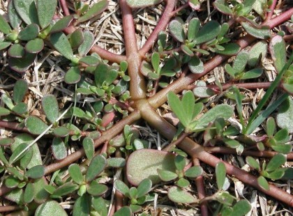 LEGTÖBBEN CSAK GAZKÉNT ISMERIK-Értékeljük, és örüljünk, ha megtalálható a kertünkben.