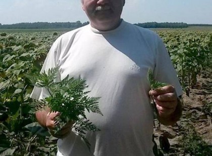 Parlagfű, nem gyomnövény, hanem csodaszer!