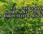 EZ A GYÓGYNÖVÉNY 16 ÓRA ALATT ELPUSZTÍTJA A RÁKOS SEJTEK 98 SZÁZALÉKÁT