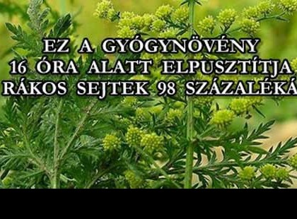 EZ A GYÓGYNÖVÉNY 16 ÓRA ALATT ELPUSZTÍTJA A RÁKOS SEJTEK 98 SZÁZALÉKÁT