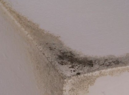 Hogyan szabaduljunk meg a penésztől természetes módon