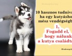 10 hasznos tudnivaló, ha egy kutyáshoz mész vendégségbe