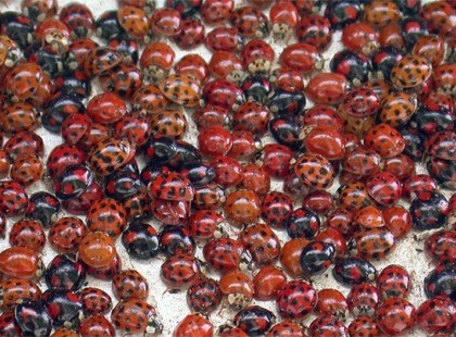 Támadnak a harlekinkaticák Olvasd el cikkünket és tudd meg, milyen veszélyeket jelent ez: