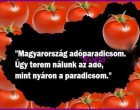 Magyarország adóparadicsom. Úgy terem nálunk az adó, mint nyáron a paradicsom.