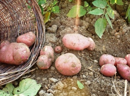 Lázcsillapítás gyógyszerek helyett burgonyával!