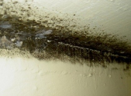 A nagyi tudta, hogy hogy kell a penésszel bánni. Tanuld meg te is a receptjét: