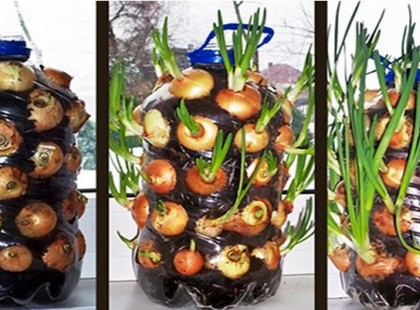 Ezzel a módszerrel örökre megoldhatod a hagymautánpótlást!