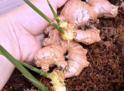 Így kell otthon gyömbért termeszteni!Tanuld meg te is, mert könnyebb, mint gondolnád