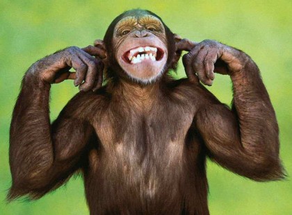 Az első napon Isten megteremtette a kutyát. És mondá az Úr: Ülj egész nap házad ajtaja előtt és morogj meg mindenkit, aki elhalad vagy bejön. Húsz évnyi életet adok neked.