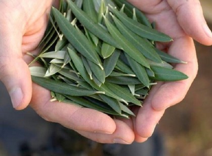 A falevél, amellyel megelőzhető a stroke, az Alzheimer-kór és cukorbetegség