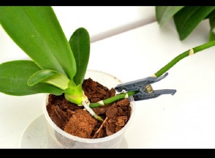 Megmutatjuk, hogyan ültesd át az orchidea palántát