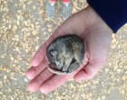 Majdnem megfagyott, de végül megmentették. Az utolsó kép feldobta a napom :)