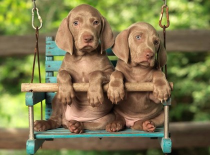 Nem kutyát tartok, hanem kutyával élek. Ha nem érted a különbséget, nem beszéljük ugyanazt a nyelvet.