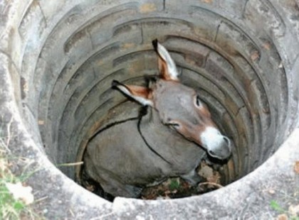 A szamár története