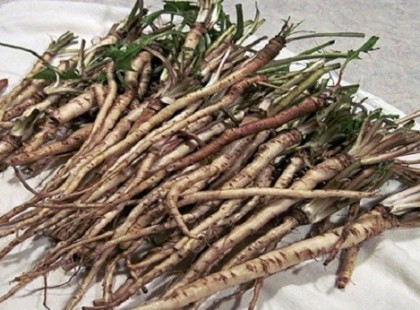 Ez a növény százszor hatékonyabb a kemoterápiánál