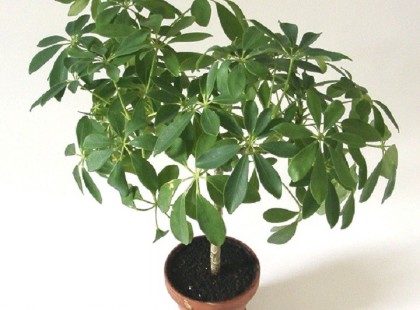 A 7 legjobb szobanövény, amely tisztítja a lakás levegőjét!