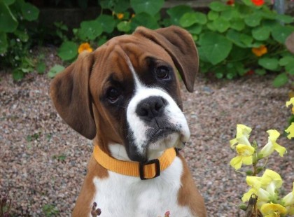 Semmit sem utálok úgy, mint a hazugságot. Azt mondják, 