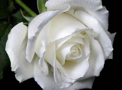 / A farkas és a fehér rózsa /