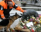 Szerintem Ő is megér egy lájkot vagy egy megosztást Ő MANCS Ő VOLT A LEGJOBB MAGYAR KERESŐ ÉS MENTŐKUTYA Egy igazi hős volt, hűséges társ és barát egyaránt! Nagyon sokan köszönhetik neki az életüket:)