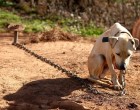 Tilos lesz láncra verni a kutyákat 2016-tól!