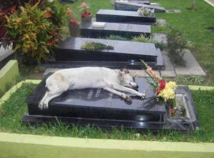 Az ifjú pásztor kutya gazdája, Miguel Guzmán 2007-ban hunyt el. A család kedvence, Capitán a temetés előtt veszett el otthonról. Soha többet nem látták. Néhány héttel ezelőtt Guzmán egyik rokona a temetői látogatás során vette észre a Capitánt, aki épp kifelé szaladt a temetőből. Nem akart hinni a szemének. A temetőőr tájékoztatása szerint a rejtélyes kutya 6 éve minden nap 6 óra körül meglátogatta gazdája sírját, majd este elkullogott. Másnap a család visszatért délután 6 órakor a sírhoz, ahol holtan találták a kutyát Guzmán sírján. Az ott dolgozók elmondásából kiderült: Capitán 6 éve, minden egyes nap, meglátogatta gazdája sírját. Minden egyes nap. Egészen addig, amíg ő is elhunyt. Azt hiszem nem is kell többet mondjak, hogy mi emberek a legkisebb áldozatot sem tudjuk egymásért meghozni, hát most vegyünk példát Capitánról! Akinek tetszett a poszt, ossza tovább, hátha mások is észreveszik mennyire önző világban élünk