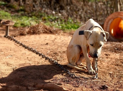 Tilos lesz láncra verni a kutyákat 2016-tól!