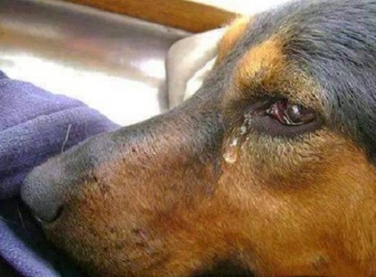 Kedves Anyu, és Apu! Ma meghaltam....