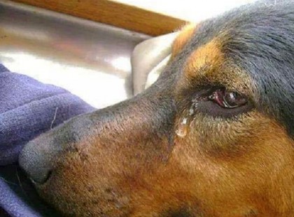 Kedves Anyu, és Apu!