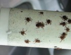 Fantasztikus trükk, hogy elkerüljük a kullancscsípést!