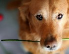 Ő a barátod, a társad, a testőröd, a kutyád. Te pedig az élete, a szerelme, a falkavezére vagy. A tiéd lesz és az is marad, hűséges lényként szívének utolsó dobbanásáig. Tartozol neki annyival, hogy méltónak találtass feltétlen szeretetére.